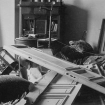 Die Wohnung