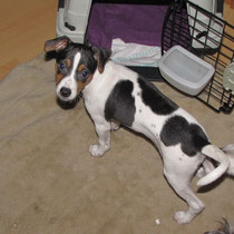 02.02.2013 - Mayla und Ihre Transportbox 