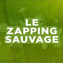 Le Zapping Sauvage