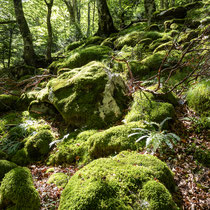 Bos in de Franse Pyreneeën