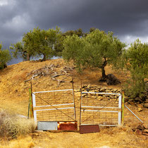 Olijfbomen in de omgeving van Tolox (Andalusia)