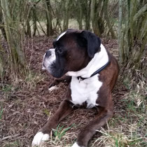 Benny im stolzen Alter von 10 jahren