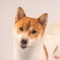 Tani