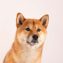 Taïko 42250425