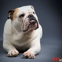 Woody - Réf 250603/16 - M - Bouledogue anglais - Tournages & photos - Rem : Obéissance +++ - Aboie sur commande, recule, une patte puis l'autre, ... 