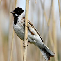 Rohrammer (Foto: Max Dorsch)