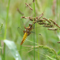 Libellula depressa - Femmina (Foto M.Pettavino)