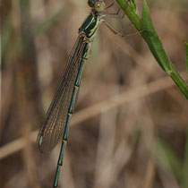 Lestes viridis - Maschio neosfarfallato (foto M.Pettavino)