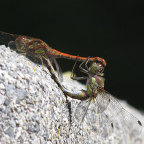 Sympetrum striolatum - Accoppiamento (Foto M.Pettavino)