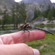 Aeshna juncea - Maschio (Foto M.Pettavino)