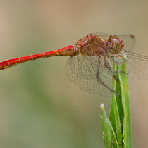 Sympetrum meridionale - Maschio (foto M.Pettavino)