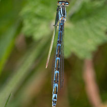 Enallagma cyathigerum - Femmina (Foto M.Pettavino)