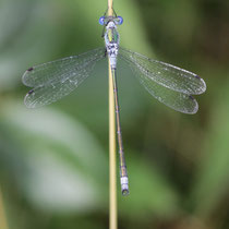 Lestes sponsa - Maschio (foto M.Pettavino)