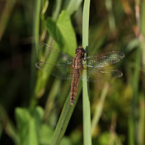 Crocothemis erythraea - Femmina anziana (Foto M.Pettavino)