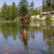 Aeshna cyanea - Exuvia (Foto M.Pettavino)
