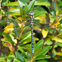Aeshna cyanea - Maschio (Foto M.Pettavino)