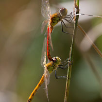Sympetrum depressiusculum - Tandem (foto M.Pettavino)
