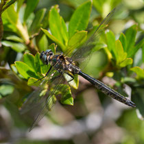 Somatochlora alpestris - Maschio (foto M.Pettavino)