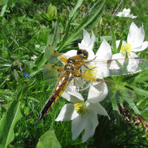 Libellula quadrimaculata - Femmina neosfarfallata (Foto M.Pettavino)