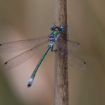 Lestes dryas - Maschio (foto M.Pettavino)