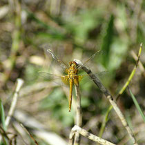 Sympetrum flaveolum - Femmina (foto M.Pettavino)
