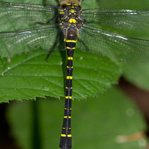 Cordulegaster boltonii - Particolare dell'addome (Foto M.Pettavino)