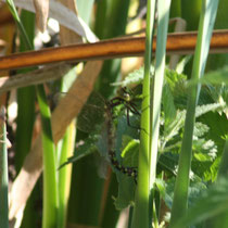 Aeshna cyanea - Femmina in ovideposizione (Foto P.Caroni)