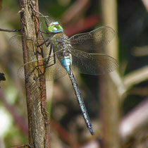 Anax parthenope - Maschio (M.Pettavino)