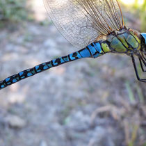 Aeshna affinis - Maschio (Foto M.Pettavino)