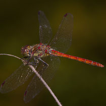 Sympetrum striolatum - Maschio (Foto M.Pettavino)