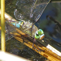 Anax parthenope - Femmina in ovodeposizione (M.Pettavino)