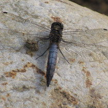 Orthetrum cancellatum - Maschio (Foto M.Pettavino)