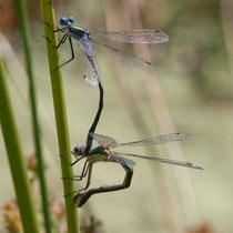 Lestes dryas - Tandem (foto M.Pettavino)