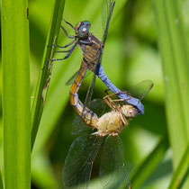 Orthetrum coerulescens - Accoppiamento (M.Pettavino)