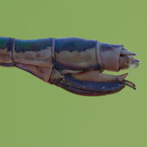 Lestes dryas - Ovodepositore (foto M.Pettavino)