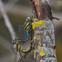 Aeshna mixta - Accoppiamento (Foto M.Pettavino)