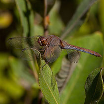 Sympetrum striolatum - Femmina anziana (Foto M.Pettavino)
