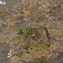 Anax imperator - Femmina in ovodeposizione (Foto M.Pettavino)