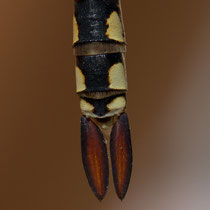 Hemianax ephippiger - Appendici della femmina (Foto M.Pettavino)