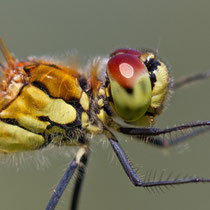 Sympetrum depressiusculum - Maschio (foto M.Pettavino)