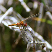Sympetrum flaveolum - Maschio (foto M.Pettavino)