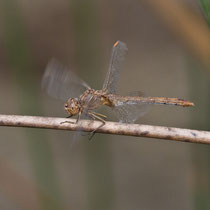 Sympetrum meridionale - Femmina (foto M.Pettavino)