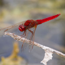 Crocothemis erythraea - Maschio (Foto M.Pettavino)