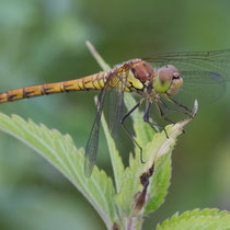 Sympetrum striolatum - Neosfarfallato (Foto M.Pettavino)