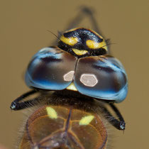 Aeshna mixta - Strie anteumerali corte (Foto M.Pettavino)