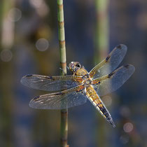 Libellula quadrimaculata - Maschio (Foto M.Pettavino)