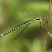 Lestes virens vestalis - Femmina (Foto M.Pettavino)