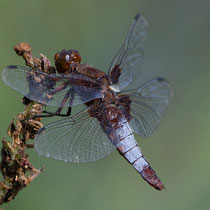 Libellula depressa - Maschio anziano (Foto M.Pettavino)