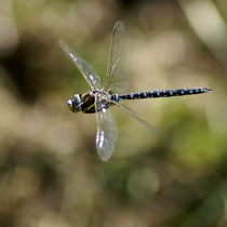 Aeshna juncea - Maschio (Foto M.Pettavino)