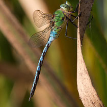 Anax imperator  - Maschio (Foto M.Pettavino)